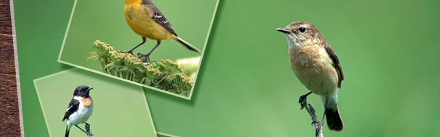 エコロジーというものは